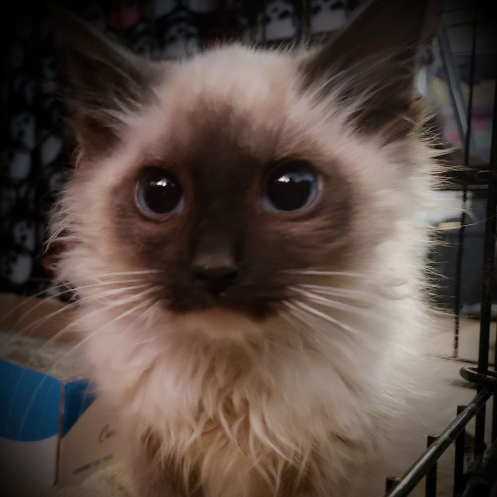 Meet your Posher, Julie